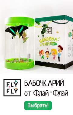 Стадии развития бабочки жизненный цикл превращение из гусеницы статья насайте магазина ферм бабочек Флай-Флай — fly-fly.ru