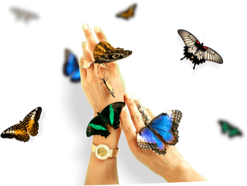 Живые бабочки в подарок москва купить гвоздика барнаул