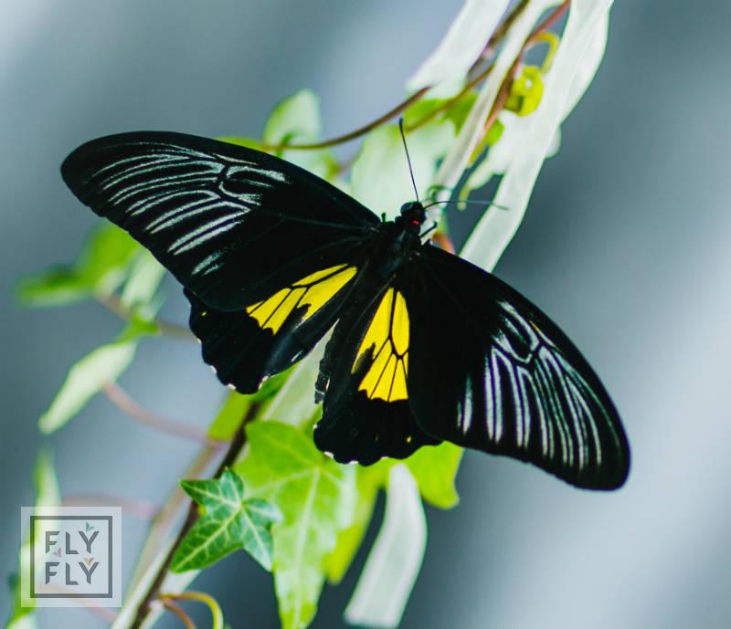 Бабочка тройдес комсомольск на амуре цветы с доставкой