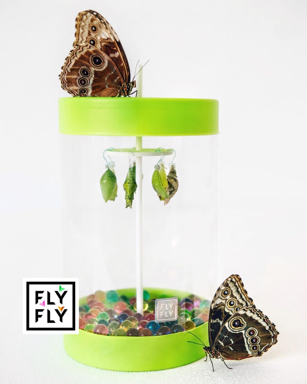 Бабочкарий Флай-Флай полный комплект