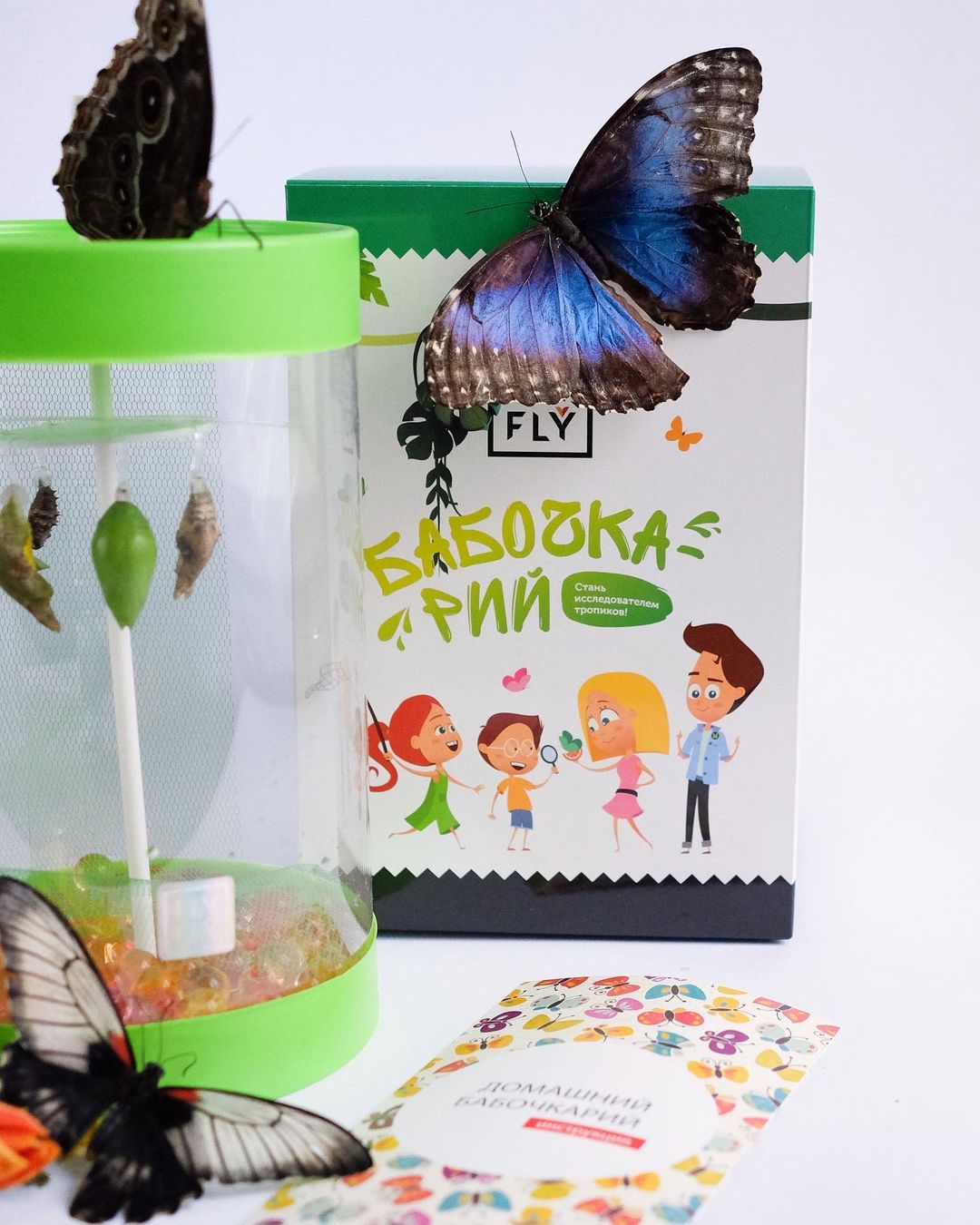 Бабочкарий с комплектом куколок тропических живых бабочек с Морфо 
